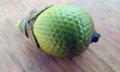 O buriti(Mauritia Flexuosa) é uma planta nativa muito valorizada pelas suas frutas nutritivas e apelo ornamental. Além do visual exuberante, cultivá-la em casa