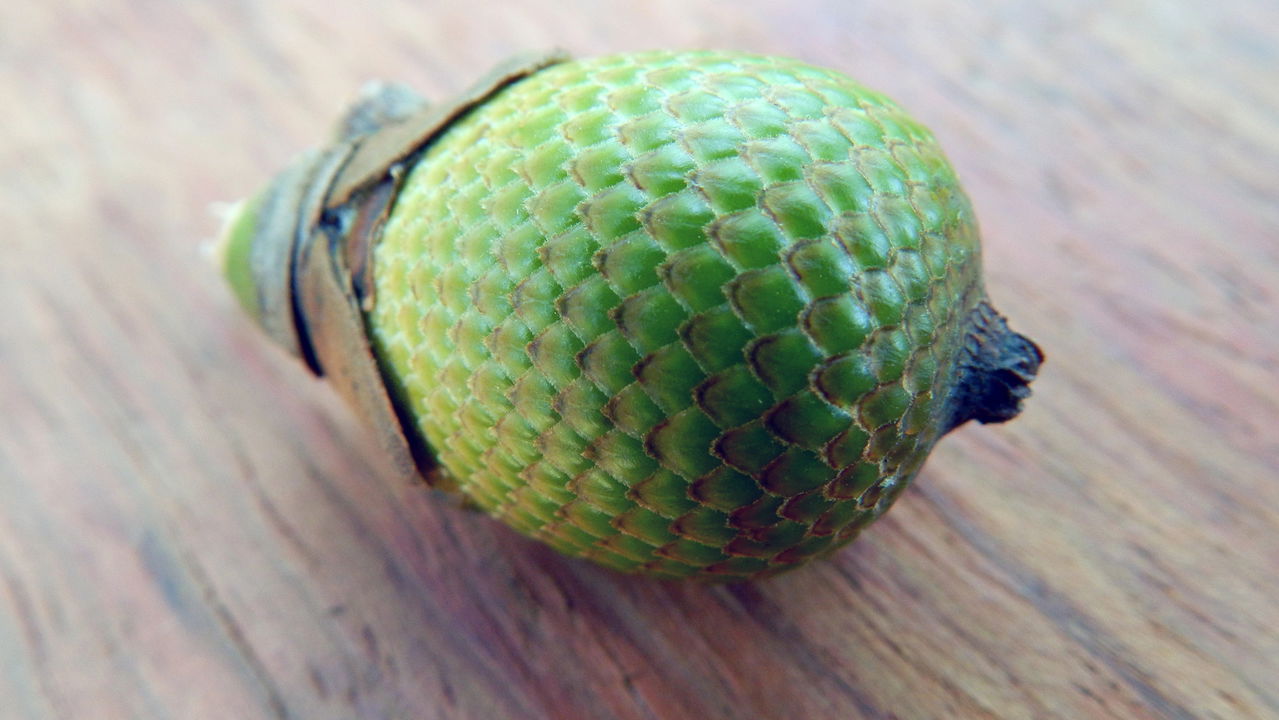 O buriti(Mauritia Flexuosa) é uma planta nativa muito valorizada pelas suas frutas nutritivas e apelo ornamental. Além do visual exuberante, cultivá-la em casa