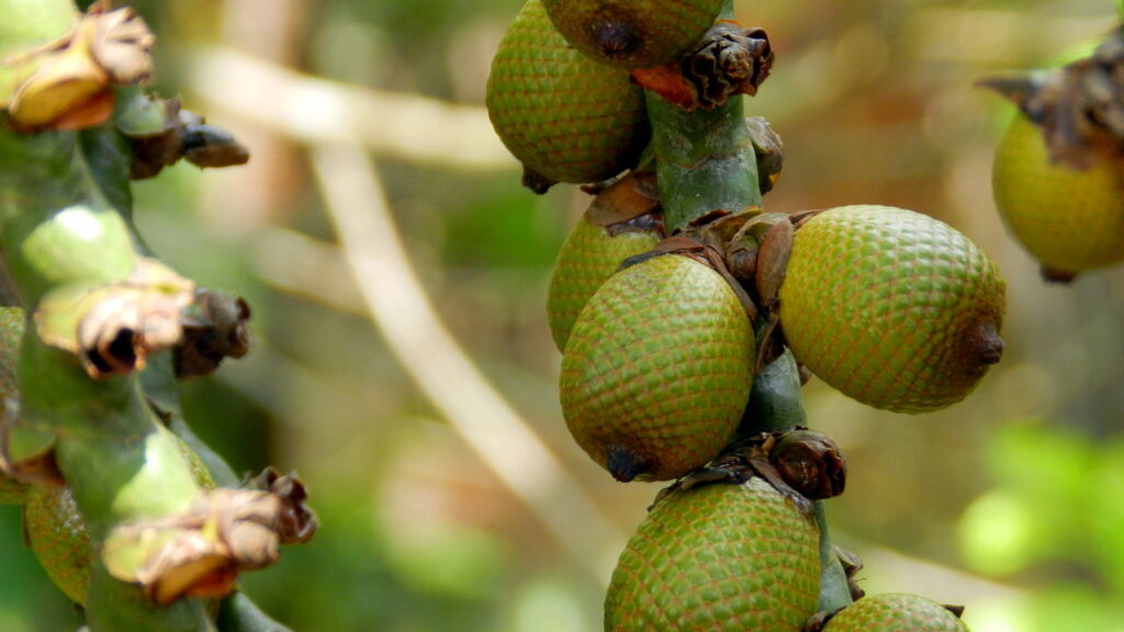 O buriti(Mauritia Flexuosa) é uma planta nativa muito valorizada pelas suas frutas nutritivas e apelo ornamental. Além do visual exuberante, cultivá-la em casa
