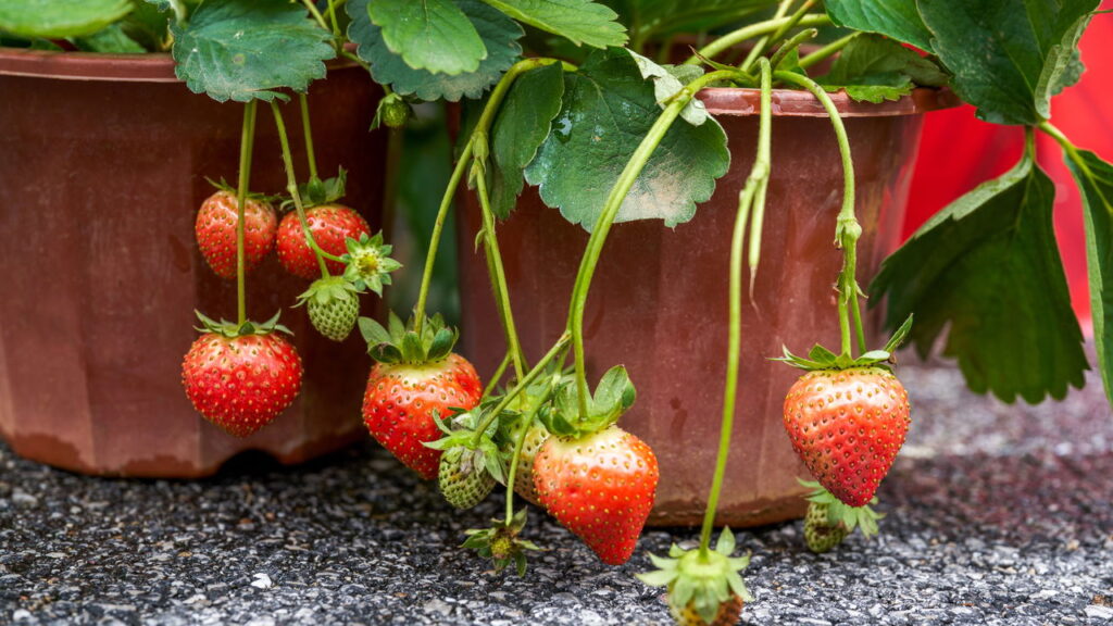 Plantas que decoram o jardim e ainda viram tempero fresco na cozinha