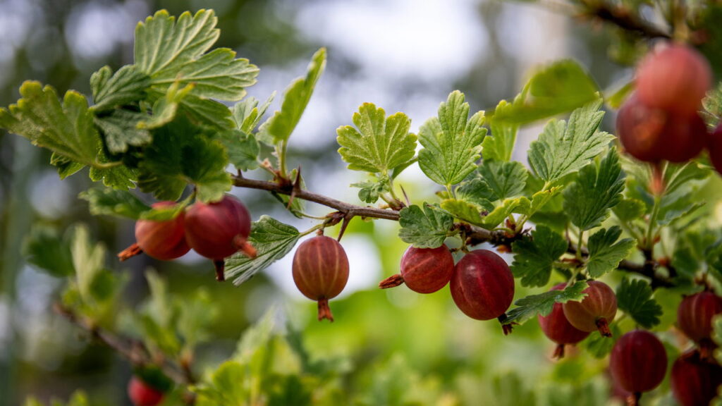Se você sempre quis saber como cultivar groselha em casa e ter colheitas mais rápidas, este artigo é para você