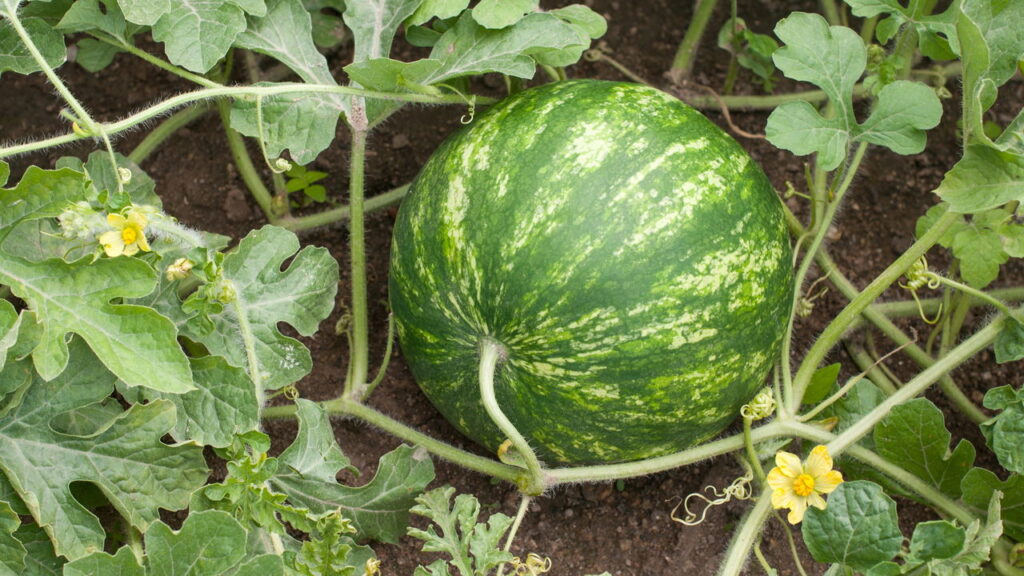Plantar melancia em casa é uma forma prática e prazerosa de desfrutar de frutos frescos e saudáveis. Com os cuidados apropriados e seguindo dicas específicas