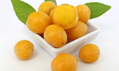 Aprender como cultivar umbu em casa é uma prática que pode promover uma alimentação saudável, além de contribuir para a sustentabilidade local