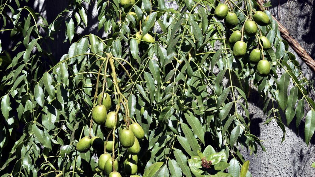 Aprender como cultivar umbu em casa é uma prática que pode promover uma alimentação saudável, além de contribuir para a sustentabilidade local