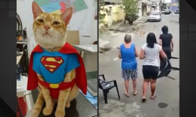 Gato salva idosa de ataque de pitbull em Nilópolis
