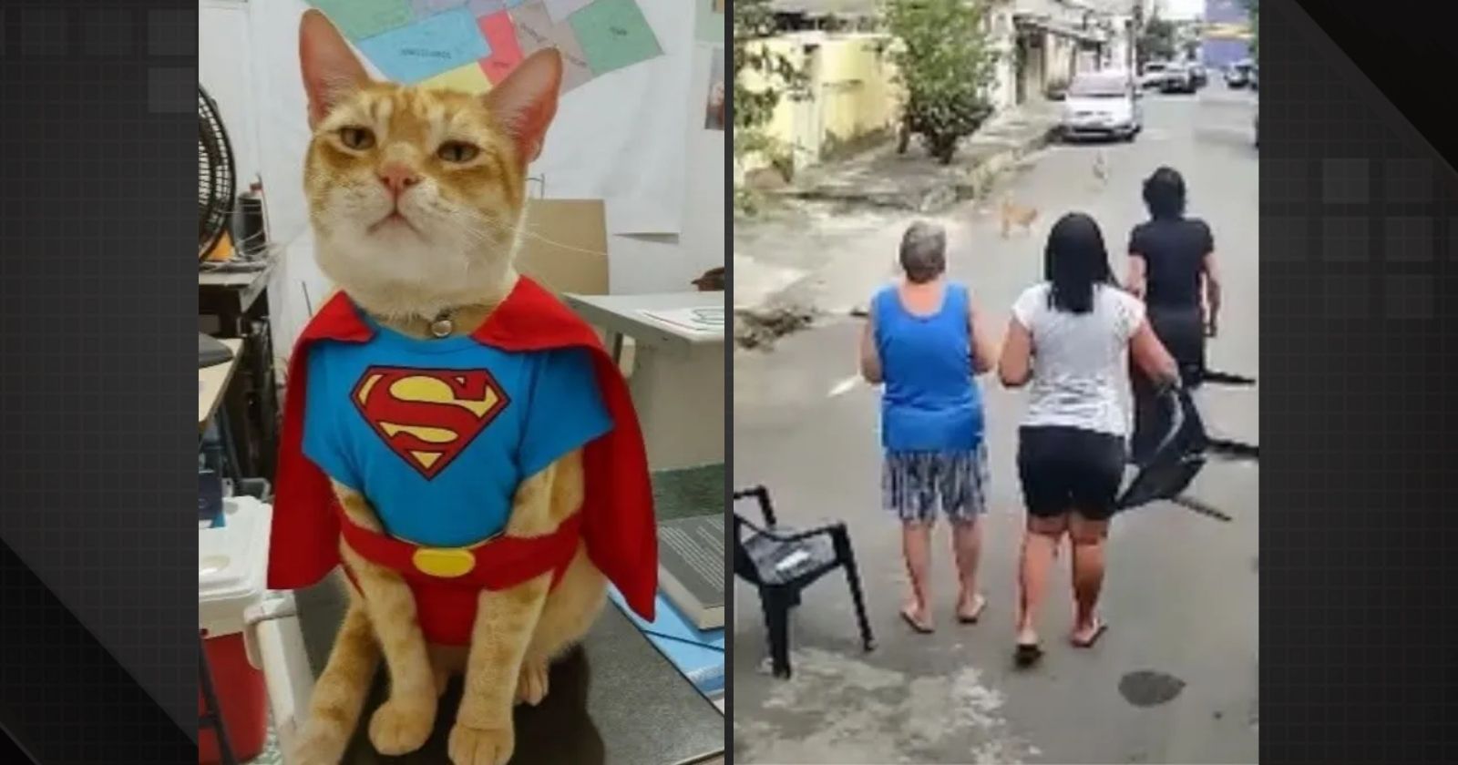 Gato salva idosa de ataque de pitbull em Nilópolis