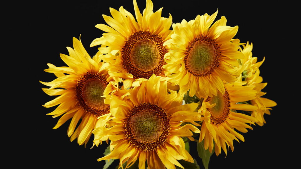 Três flores fáceis de plantar em vasos que encantam
