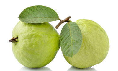 Conseguir que sua goiabeira produza frutos maiores, saudáveis e de forma natural é totalmente viável se você adota práticas de manejo apropriadas