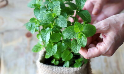Plantar hortelã em vaso é mais fácil do que você imagina