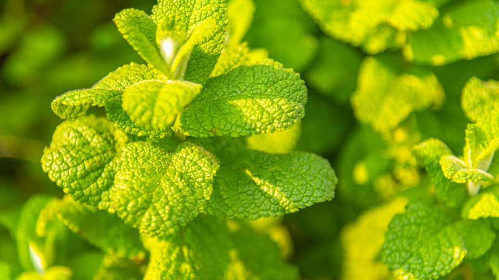Plantar hortelã em vaso é mais fácil do que você imagina

