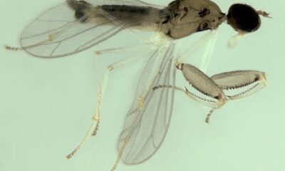 Inseto “superpredador” é encontrado em floresta do Rio de Janeiro