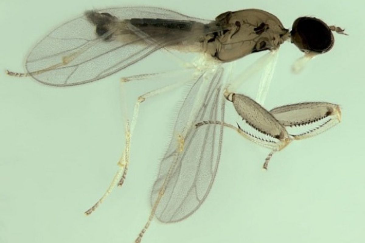 Inseto “superpredador” é encontrado em floresta do Rio de Janeiro