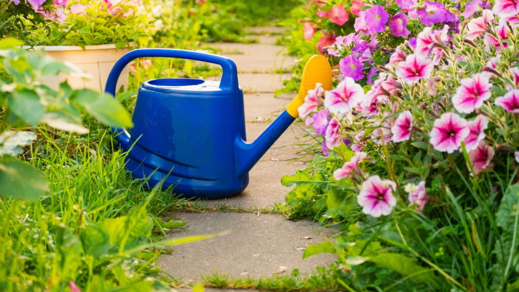 O chá de camomila é amplamente conhecido por suas propriedades calmantes, sendo utilizado para aliviar o estresse e promover o sono. Porém, seu uso vai além do consumo: na jardinagem, o chá vem sendo explorado como aliado no cultivo de mudas