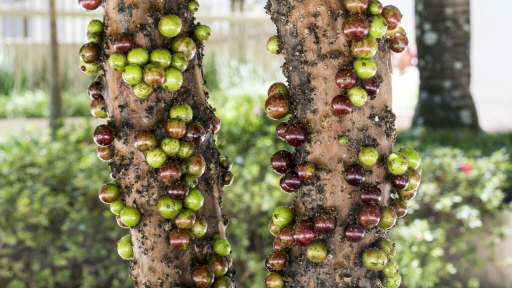 O cultivo da jabuticaba Sabará em casa está cada vez mais popular, trazendo sabor e vida ao seu espaço.