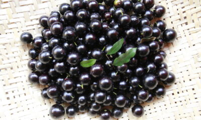 O cultivo da jabuticaba Sabará em casa está cada vez mais popular, trazendo sabor e vida ao seu espaço.