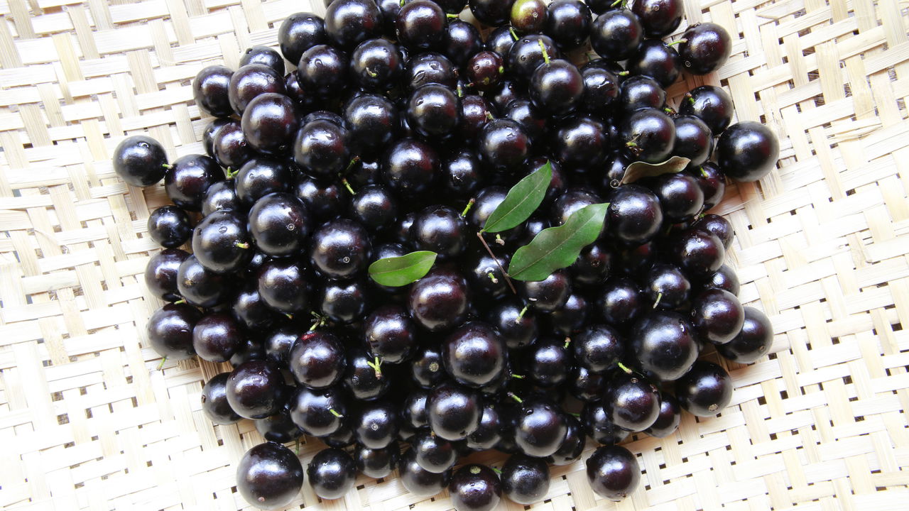 O cultivo da jabuticaba Sabará em casa está cada vez mais popular, trazendo sabor e vida ao seu espaço.
