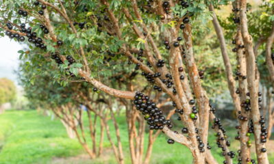Essa fruta brasileira cresce direto no tronco e pode viver mais de 100 anos