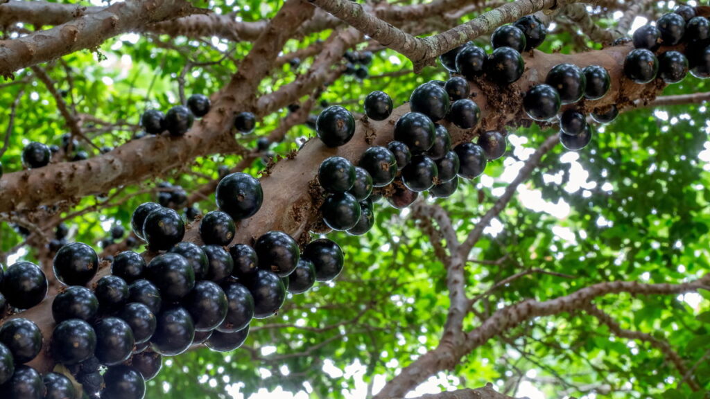 Essa fruta brasileira cresce direto no tronco e pode viver mais de 100 anos