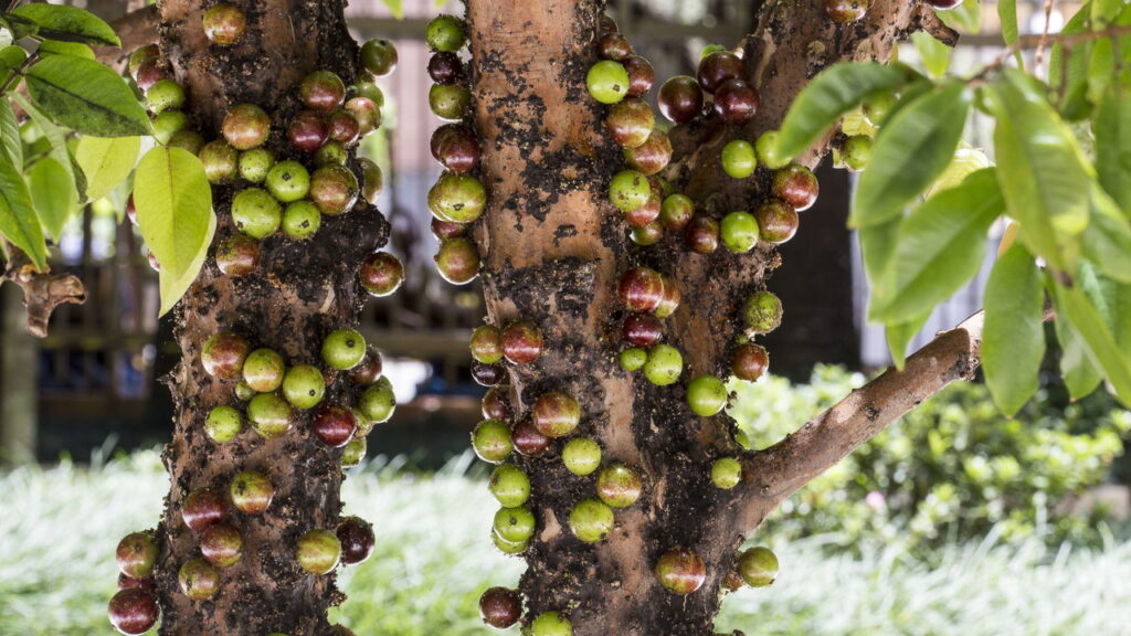 A jabuticabeira é uma árvore frutífera que encanta muitos brasileiros por seus frutos saborosos e sua beleza ornamental