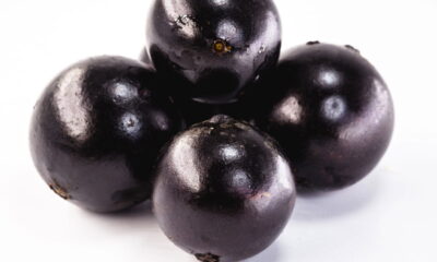 O cultivo da jabuticabeira híbrida em casa pode ser uma experiência recompensadora, especialmente para quem deseja colher frutos mais rapidamente