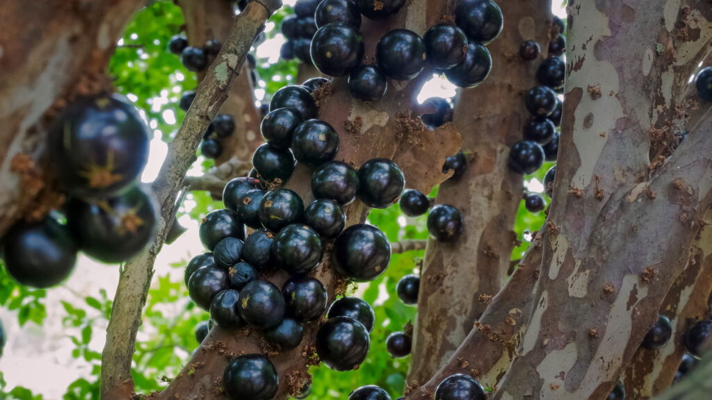 O cultivo da jabuticabeira híbrida em casa pode ser uma experiência recompensadora, especialmente para quem deseja colher frutos mais rapidamente