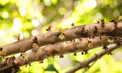 A jabuticabeira é uma árvore frutífera que encanta muitos brasileiros por seus frutos saborosos e sua beleza ornamental