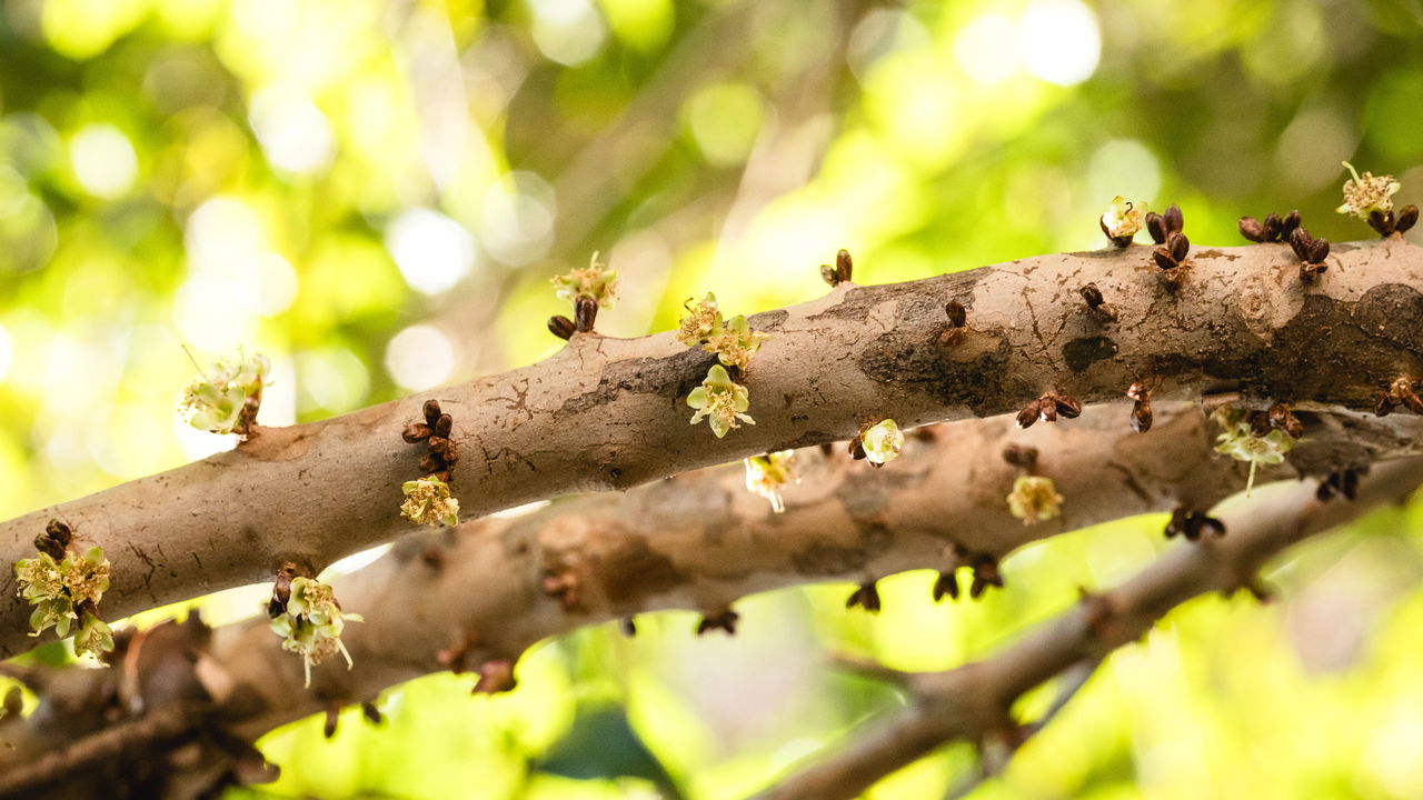 A jabuticabeira é uma árvore frutífera que encanta muitos brasileiros por seus frutos saborosos e sua beleza ornamental
