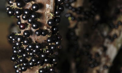 O aumento da produção e o crescimento saudável são metas essenciais para quem cultiva jabuticabeiras. É fundamental conhecer estratégias que potencializam esse desenvolvimento, especialmente utilizando adubação orgânica