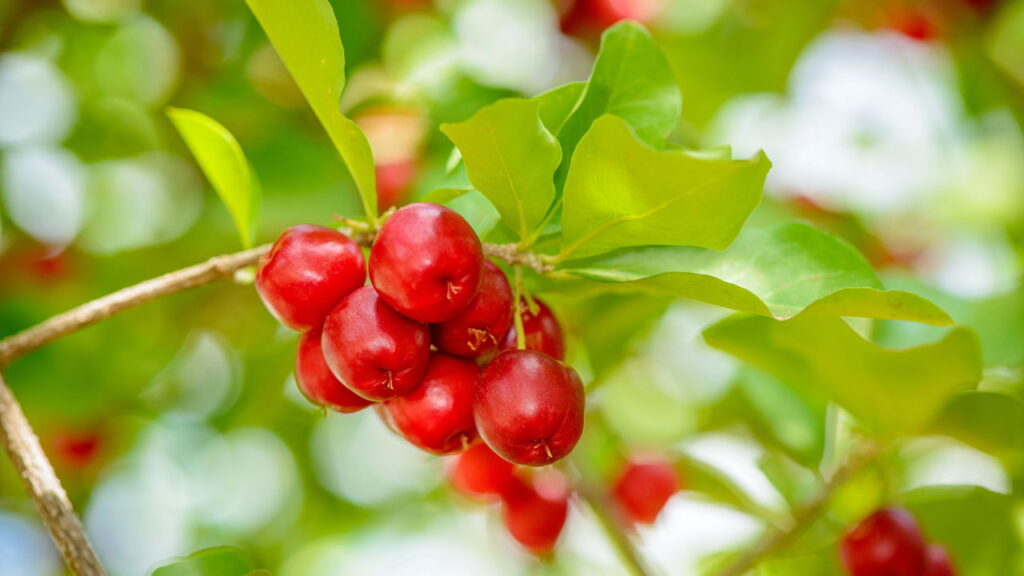 Você já pensou em cultivar acerola em casa e desfrutar dos benefícios dessa fruta rica em vitamina C
