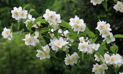 Essas 3 flores deixam sua casa perfumada e muito mais bonita