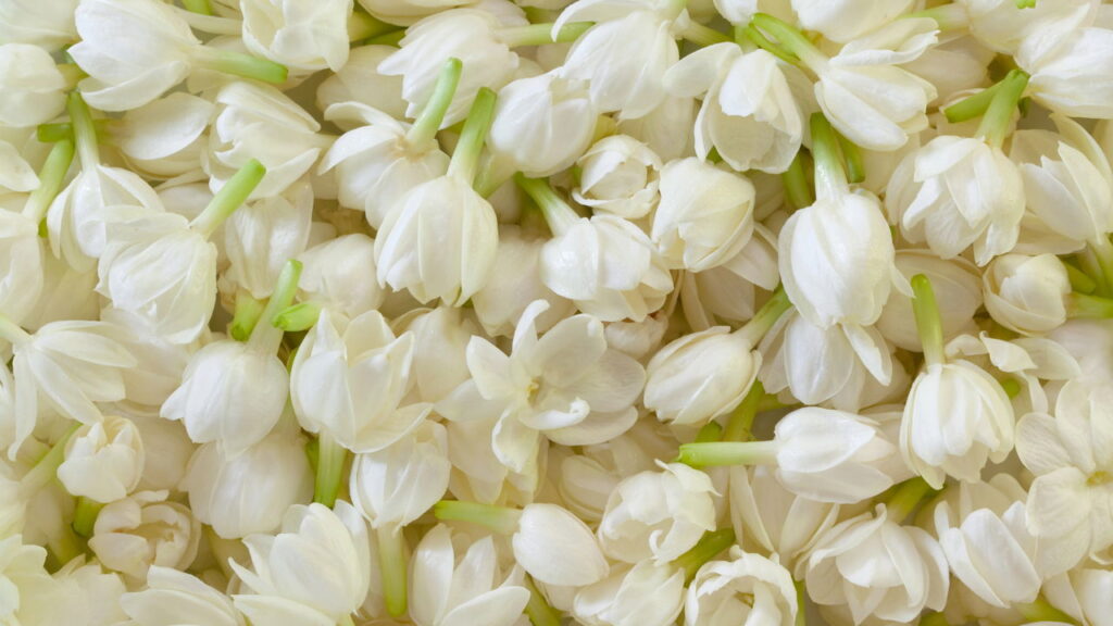 Flores que acalmam, curam e ainda deixam sua casa mais bonita e perfumada