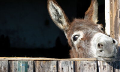 Entender as variações de gênero em animais é fundamental para uma comunicação precisa. Quando falamos de jegue, o feminino é jumenta