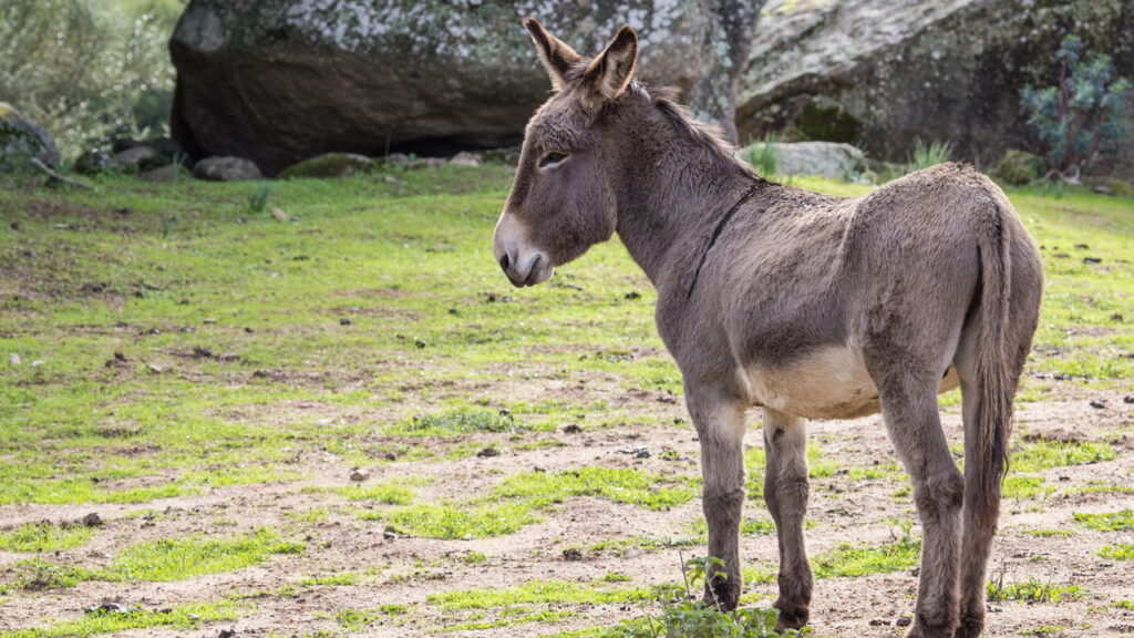 Entender as variações de gênero em animais é fundamental para uma comunicação precisa. Quando falamos de jegue, o feminino é jumenta