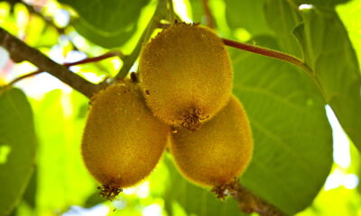 Essa fruta é chamada de “ouro-verde”