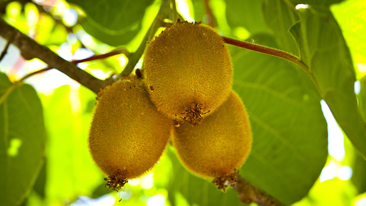 Essa fruta é chamada de “ouro-verde”