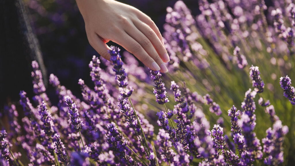 Essas 3 flores deixam sua casa perfumada e muito mais bonita