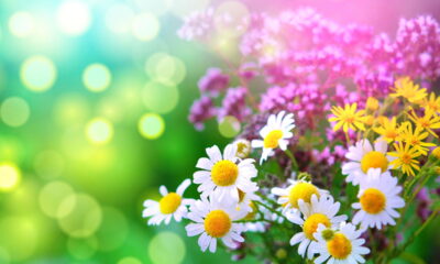 O Feng Shui não se concentra apenas na disposição dos móveis e na escolha das cores, mas também na seleção criteriosa das plantas para o lar