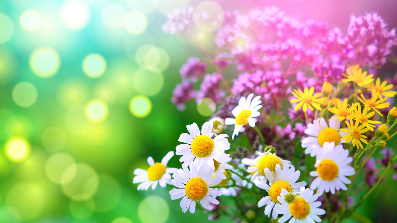 O Feng Shui não se concentra apenas na disposição dos móveis e na escolha das cores, mas também na seleção criteriosa das plantas para o lar