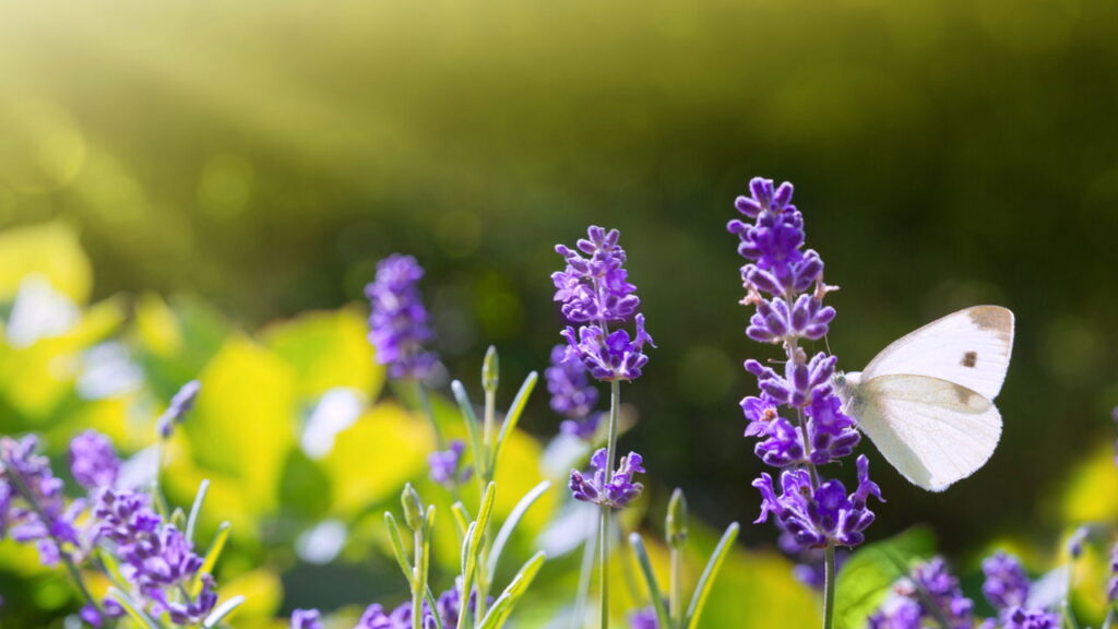 Dicas para deixar a casa cheirosa com métodos naturais