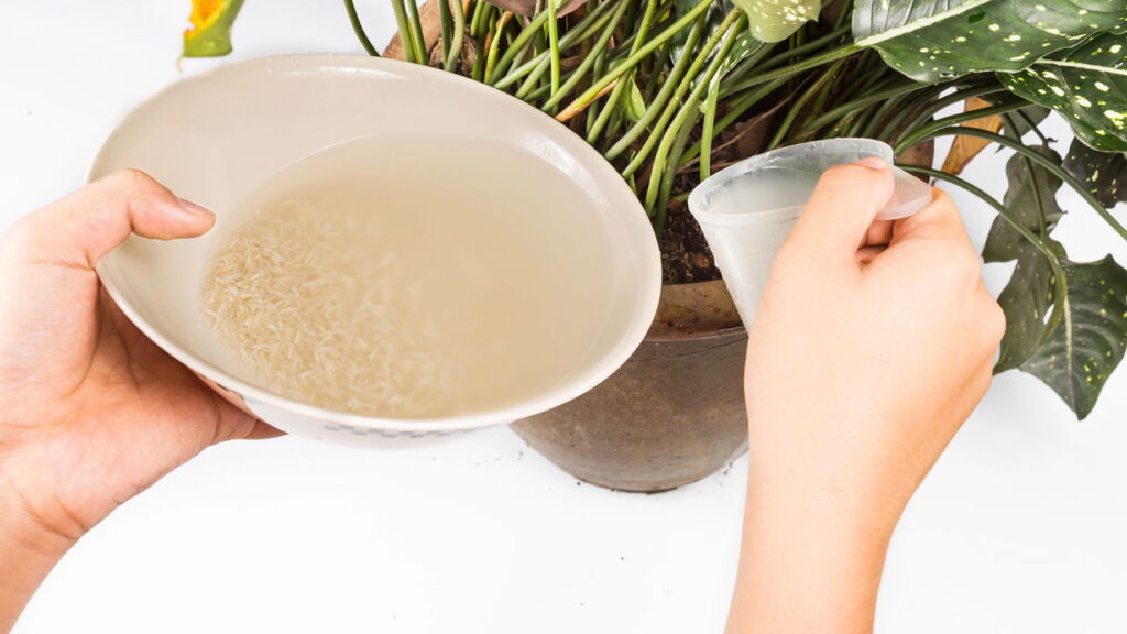 O uso de água de arroz tem ganhado popularidade como uma técnica alternativa para a irrigação de plantas