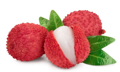 Plantar lichia em vaso é uma excelente alternativa para quem valoriza frutas frescas mesmo com pouco espaço