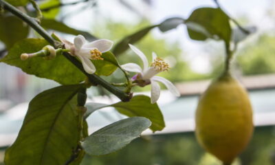 Seu pé de limão está florindo intensamente, mas você nota que poucos frutos se desenvolvem