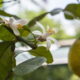 Seu pé de limão está florindo intensamente, mas você nota que poucos frutos se desenvolvem