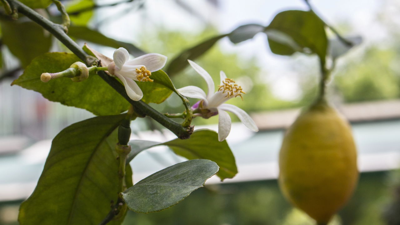 Seu pé de limão está florindo intensamente, mas você nota que poucos frutos se desenvolvem