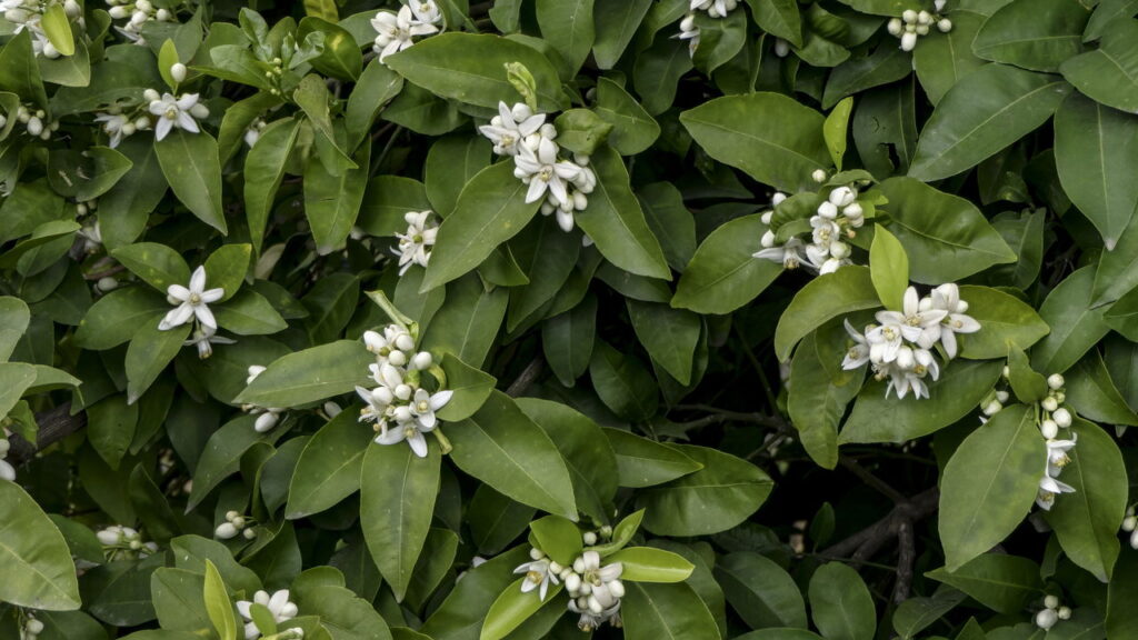 Seu pé de limão está florindo intensamente, mas você nota que poucos frutos se desenvolvem