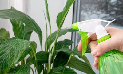 Três plantas que limpam o ar dentro de casa