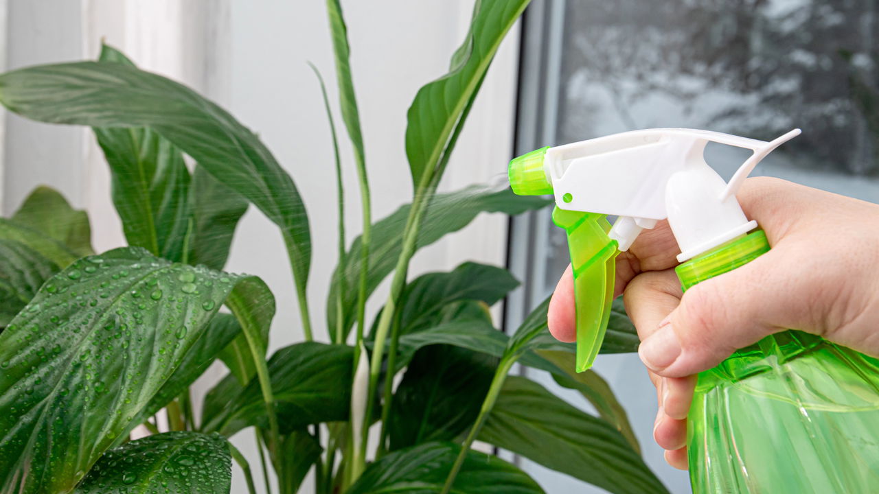 Três plantas que limpam o ar dentro de casa