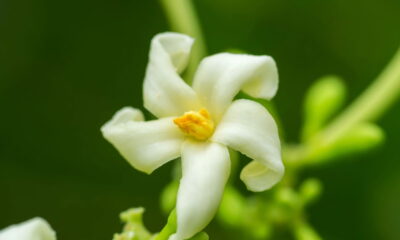 Os mamoeiros são plantas fascinantes e populares entre muitos jardineiros, graças às suas frutas saborosas, alto valor nutricional e benefícios à saúde