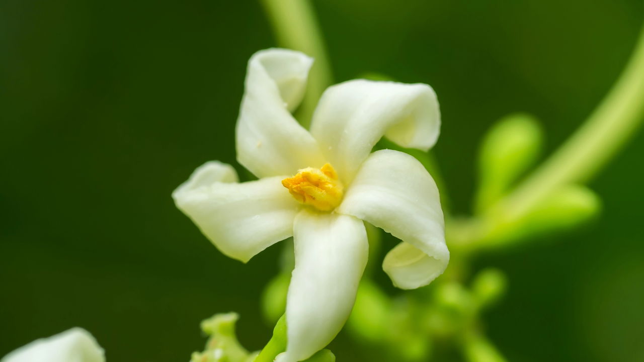 Os mamoeiros são plantas fascinantes e populares entre muitos jardineiros, graças às suas frutas saborosas, alto valor nutricional e benefícios à saúde