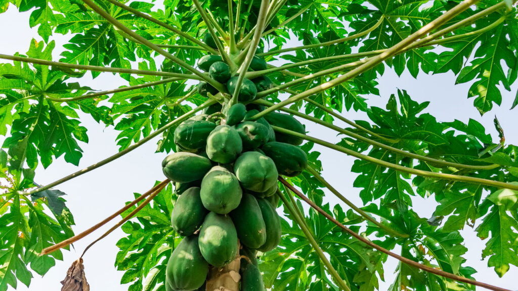 Plantar mamão em casa é uma maneira prática e saudável de garantir frutas frescas e repletas de nutrientes para a sua família